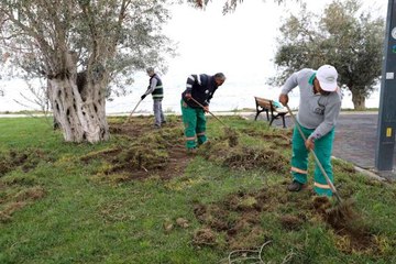 Balıkesir'de domuzlar sahili talan etti