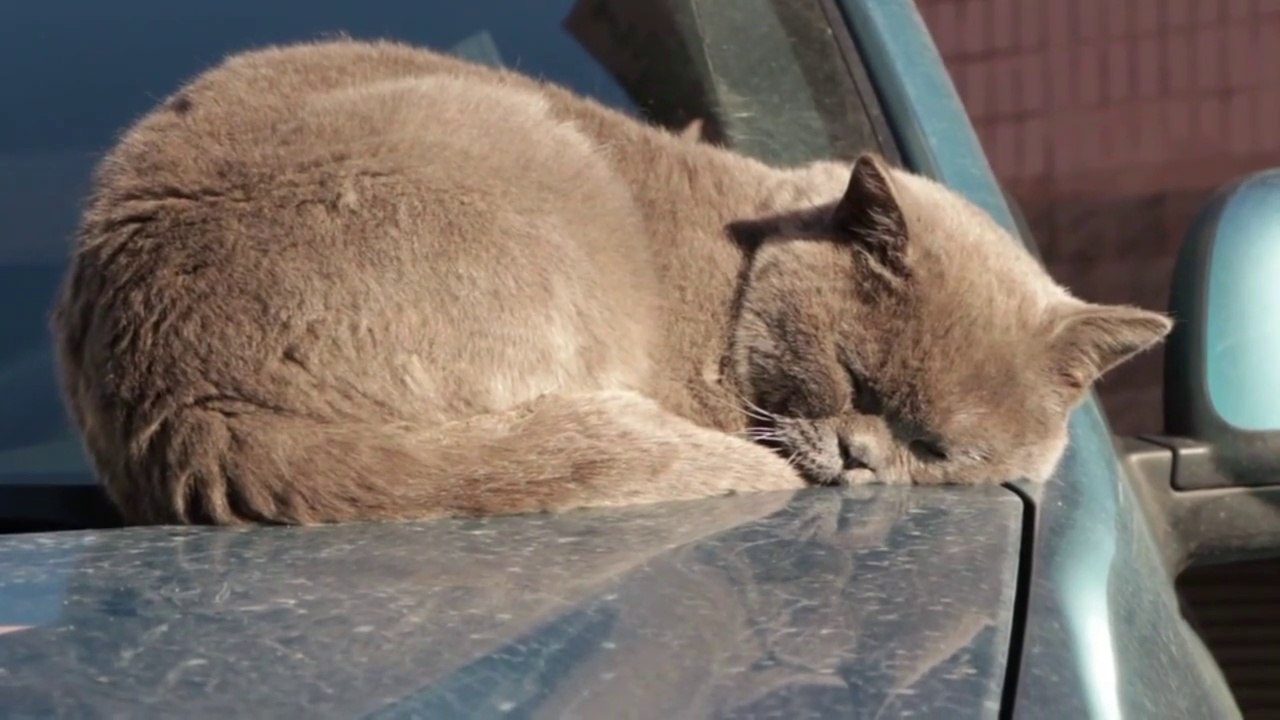 Sleeping funny cat compilation