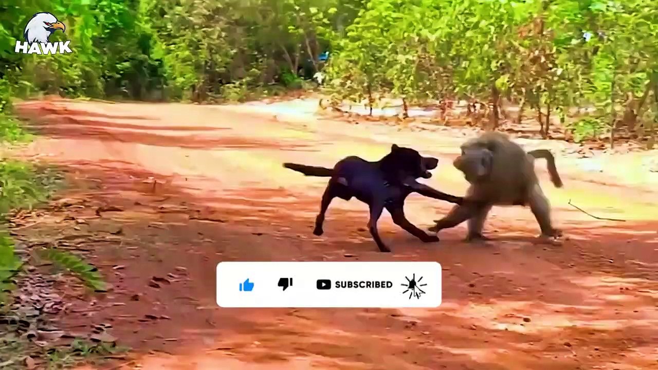 7 Times Monkeys Fighting Animals With Terrifying Outcomes