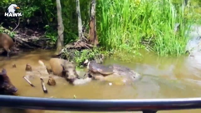 7 Terrifying Moments When Crocodile Attacks Animals The Hawk