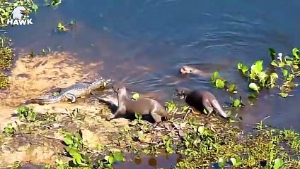 7 Brutal Moments When Crocodile Attacks Failed   The Hawk