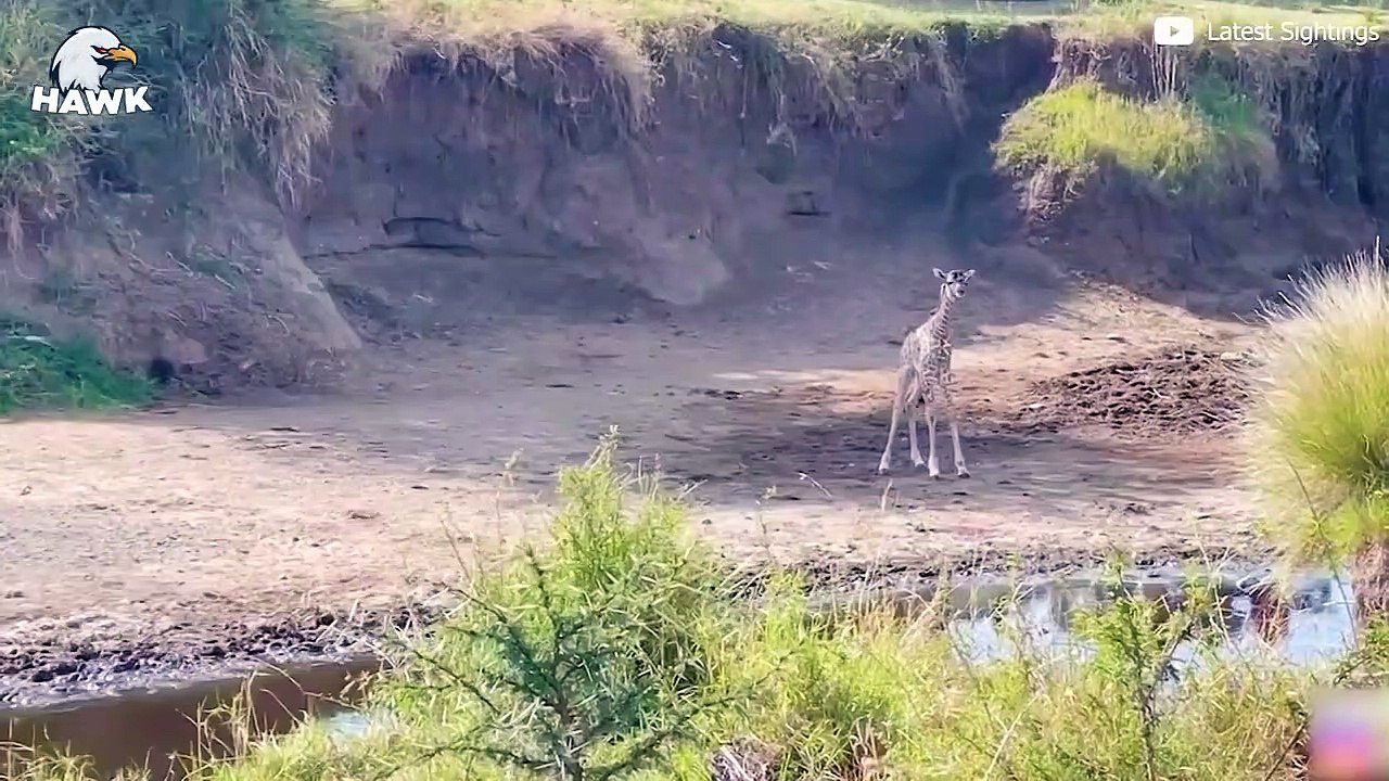 7 Heartbreaking Times When Animals Kill Their Own Children The Hawk