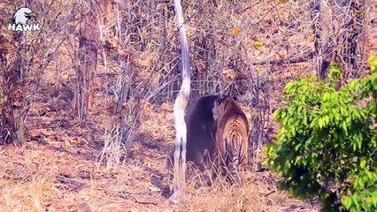 Scary Moment When Big Cats Face the Bear Caught on Camera   The Hawk