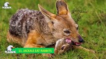 15 Scary Moments When Jackals Kill Animals Mercilessly - Animals Fight   The Hawk