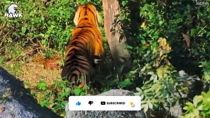 5 Scary Moments When Big Cat Face Giant Python Caught On Camera   The Hawk