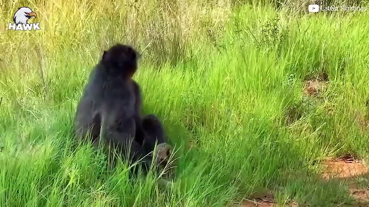 7 Scary Moments When Big Cats, Baboons And Other Animals Kill Enemy Babies
