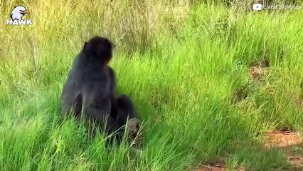 7 Scary Moments When Big Cats, Baboons And Other Animals Kill Enemy Babies