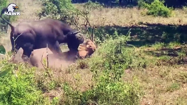15 Painful Moments When Big Cats And Animals Get Injured - Animals Fighting