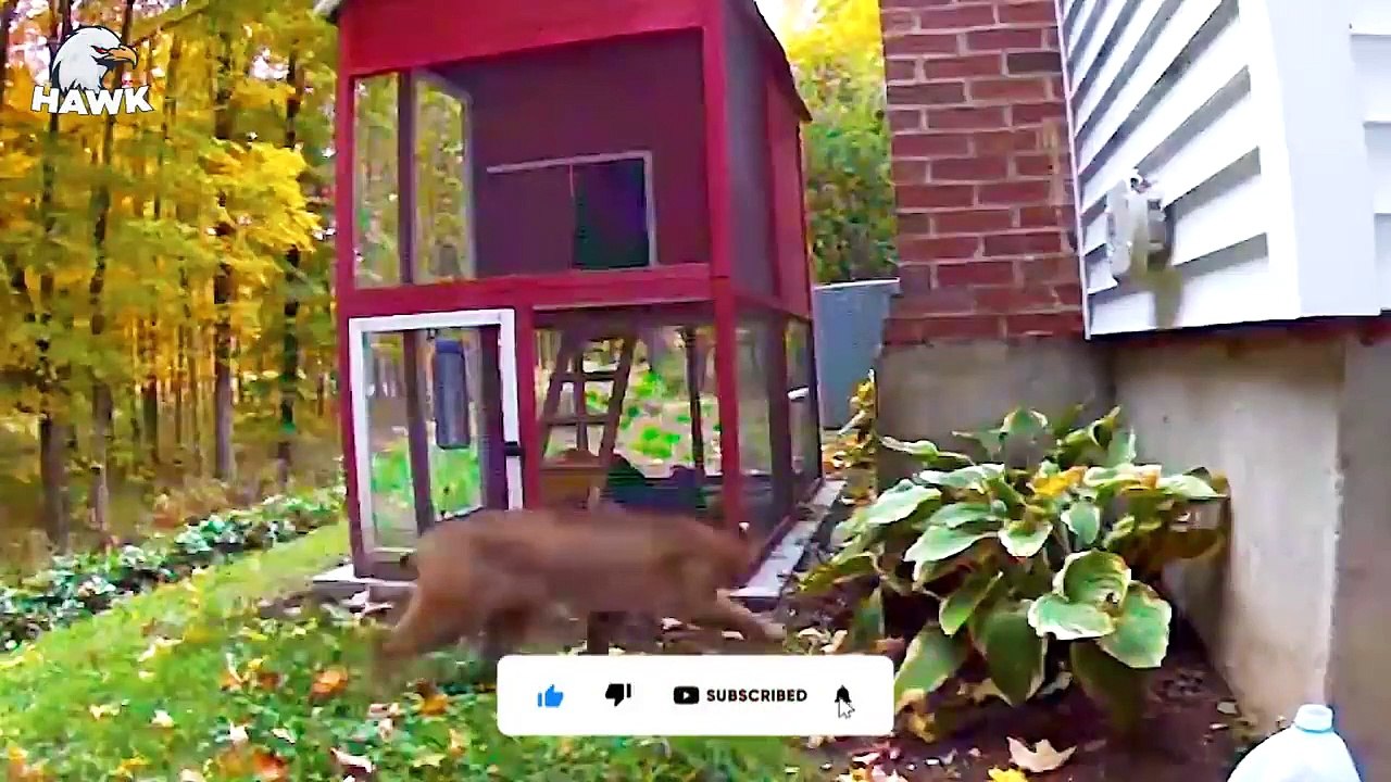 30 Brutal Moments When Bobcat, Lynx Fights For Life - Animals Fighting