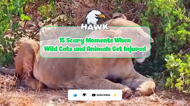 30 Scary Moments When Big Cats and Animals Get Injured…... Animal Fights