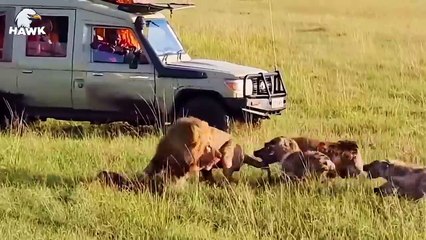 50 Terrifying Moments When Hyenas Become Prey   Animal Fights