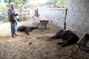 Mersin'de başıboş köpek dehşeti: Ağıldaki keçileri telef ettiler