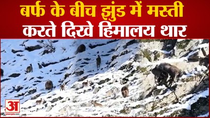 Himachal : बर्फबारी के बाद रिहायशी इलाकों में पहुंचे जंगली जानवर, शिकारी सक्रिय, वन विभाग हुआ अलर्ट