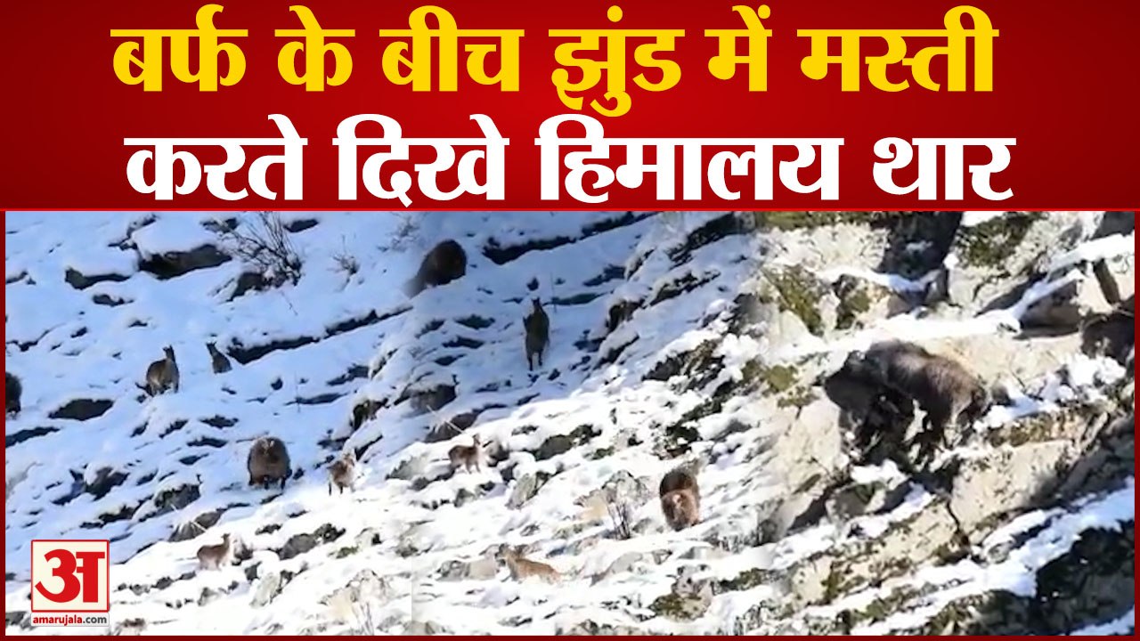 Himachal : बर्फबारी के बाद रिहायशी इलाकों में प...