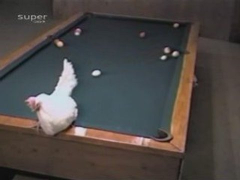 ENORME COUP DE BILLARD! TROP FORT LA POULE!!!