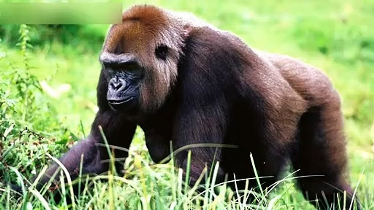 Animal Sounds for Children (20 Amazing Animals) 01