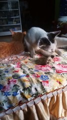 KUCING SEDANG SANTAI