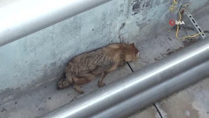 Çukura düşen çakal belediye ekiplerince çıkarıldı