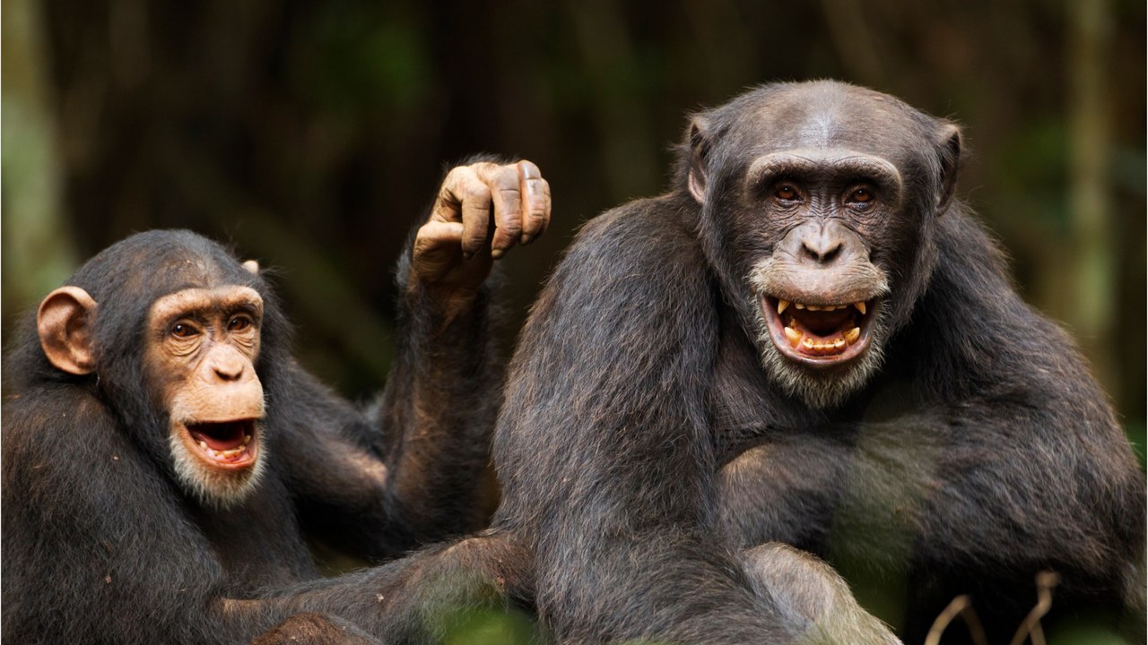 Environnement : quelle est la différence entre un chimpanzé et un bonobo ?