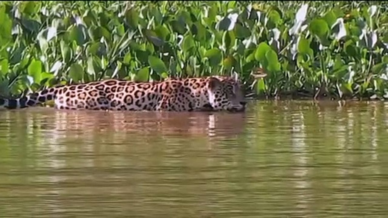 Jaguar make prey crocodile