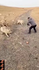 Kutton Ka Jhund Sher se bhi Khatarnak Hota Hai