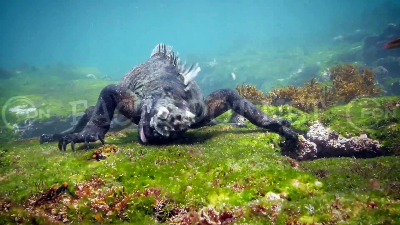 Did You Know? Marine Iguanas || FACTS || TRIVIA