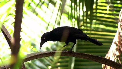 Water Life - Dark Water