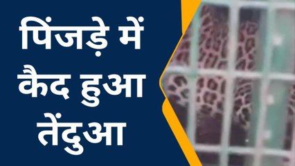 लखीमपुर खीरी:आखिर पिंजरे में फंस गया दहशत का पर्याय बना तेंदुआ,लोगों ने ली राहत की सांस