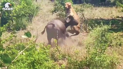 50 Moments Of Lion Near Death......... - Animal Fights  The Hawk