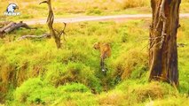 30 Wild Animals Bravely Fought To Protect Their Child