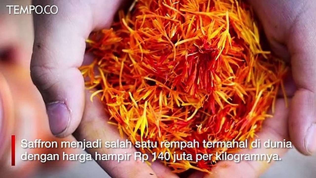 Berharga Rp 140 Juta per Kilogram, Ini Lima Khasiat Saffron