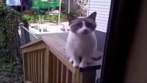 Video Kucing Lucu Banget Bikin Ngakak