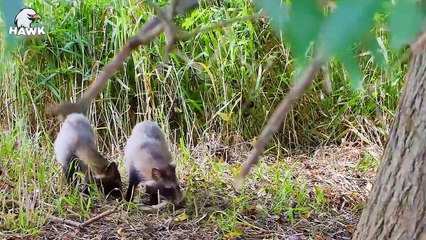 30 Hungry Raccoons Chase And Kill Animals Fearlessly