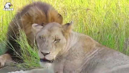 30 Scary Moments When Big Cats Have Lost One Of Their Eyes