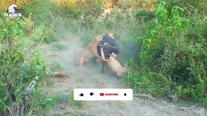 30 Scary Moments When Buffalo Doesn't Want To Be A Big Cats Prey