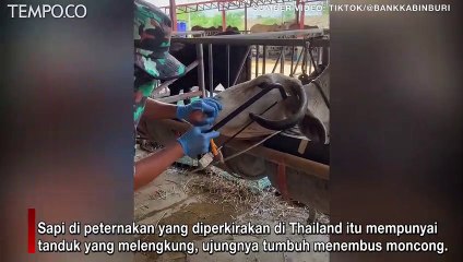 Viral, Tanduk Sapi Melengkung Menembus Sisi Moncong, Terpaksa Digergaji