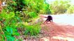30 Scary Moments When Baboons Become Prey