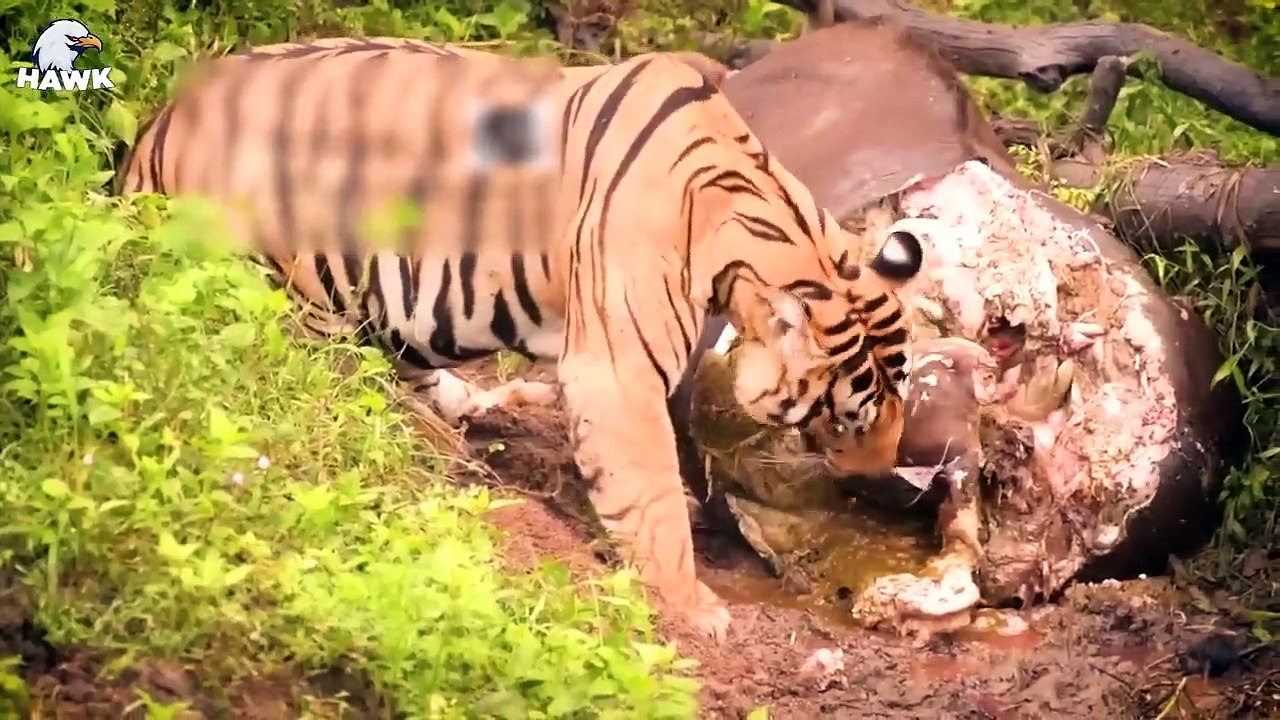 30 Pregnant Animals Fight Predators and Injured