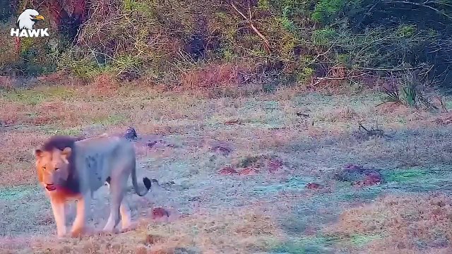 30 Injured Animals Miraculously Survived....