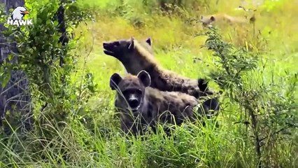 30 Tiny Animals That Turn Big Cats To Fools