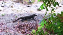 30 Time Dire! Giant Komodo Dragon Attacks Monkey Too Brutal