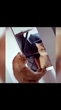 Adorable Small Cats Meowing Kitty Sounds Best TikTok Funny Collection 2022 shorts funny cute