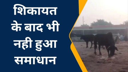 फिरोजाबाद: आवारा गौवंशों की लड़ाई से सब्जी मंडी में मची भगदड़, देखें वीडियो