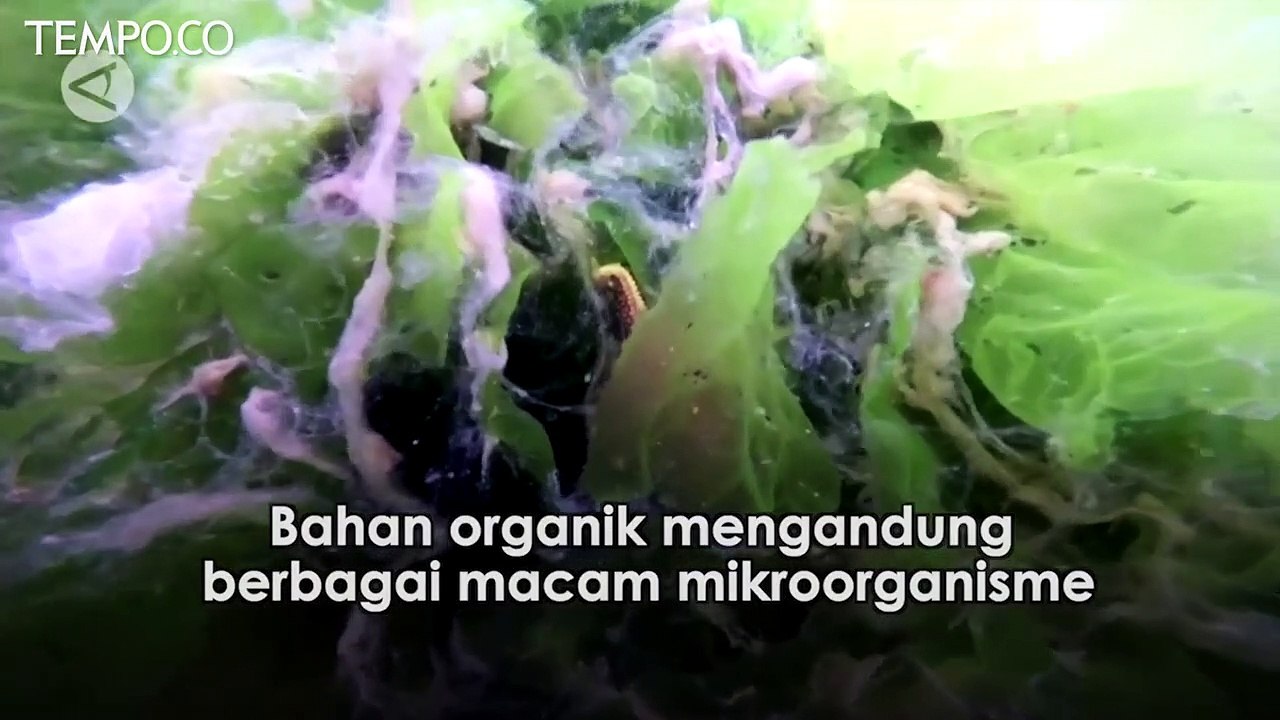 Ingus Laut Jadi Masalah Serius di Marmara Turki