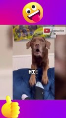 Funny Animal Video 0f November 2022  funny CATS  DOGS funnyvideo cats whatsapp