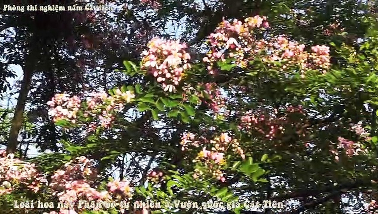 Mùa hoa đào ở Vườn quốc gia Cát Tiên. Pink flowers blossom in Cat tien national park