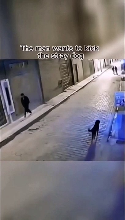 Try Not To Laugh Funny Animal Dog Cat #shorts #Zed321