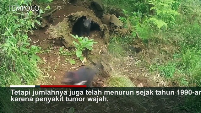 Pertama Kali dalam 3 Ribu Tahun, 7 Setan Tasmania Lahir di Alam Liar Australia