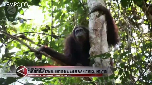 7 Orangutan Kembali Dilepasliarkan di Hutan Kalimantan