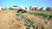 مخاطر الزراعة والعيش في المناطق الحدودية لغزة مع إسرائيل